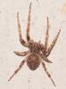 Larinioides patagiatus